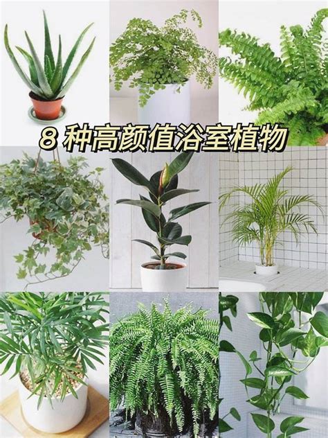 房間種植物|10種室內大型植物推薦！耐陰好養、風水招財，沒陽光。